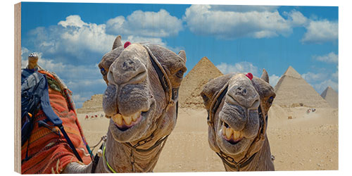 Wood print Smiling Camels