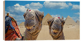 Wood print Smiling Camels - Michael Rucker