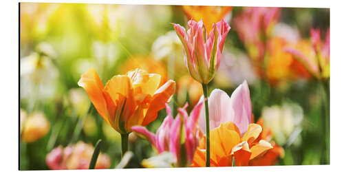 Alubild Tulpen in rosa und orange