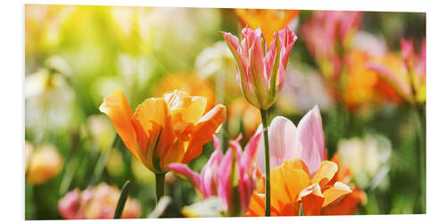 Foam board print Pink and orange tulips