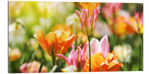 Gallery print Pink and orange tulips