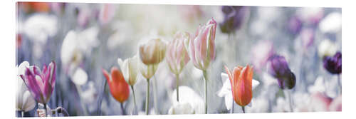 Akrylbilde Tulips in pastel colors