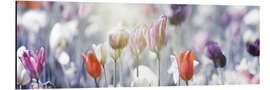 Aluminiumtavla Tulips in pastel colors