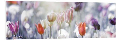 Gallery print Tulips in pastel colors