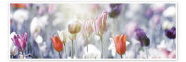 Kunstwerk  Tulips in pastel colors - Lichtspielart