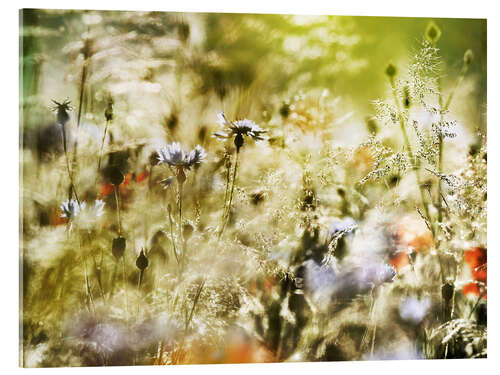 Acrylic print Magical wildflower meadow