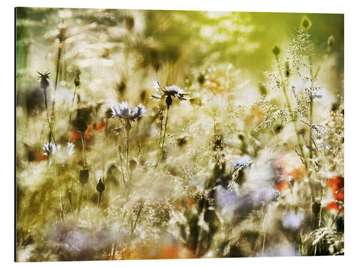 Aluminium print Magical wildflower meadow