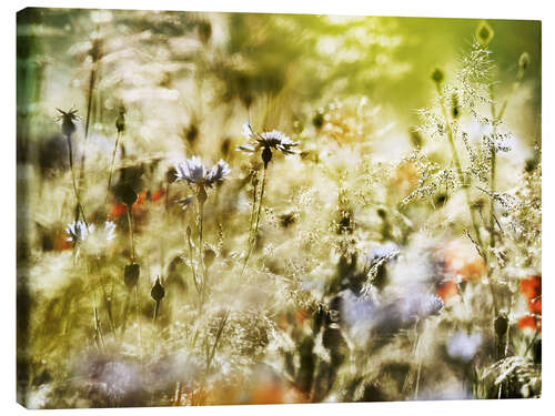 Leinwandbild Zauberhafte Wildblumenwiese