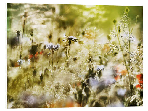 Foam board print Magical wildflower meadow