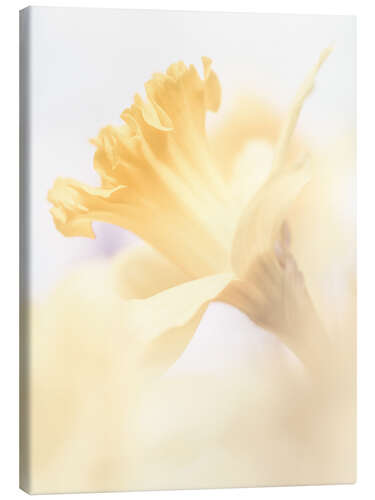 Canvas print One Daffodil is thousand pleasures