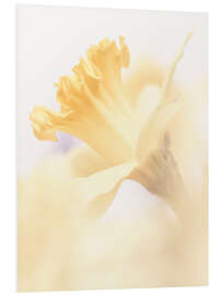 Foam board print One Daffodil is thousand pleasures