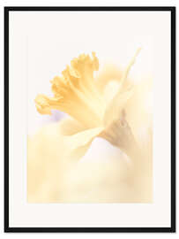 Gerahmter Kunstdruck Eine Narzisse ist tausend Vergnügen