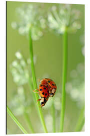 Magnettafel Frühlingsgefühle