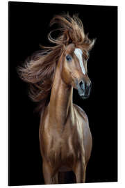 Aluminium print Horsestyle III