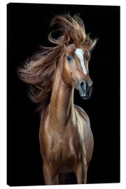 Canvas print  Horsestyle III - Wiebke Haas