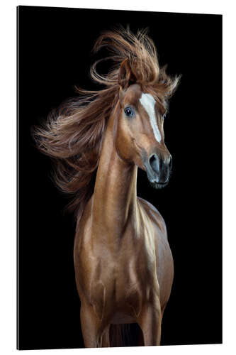 Gallery Print Horsestyle III