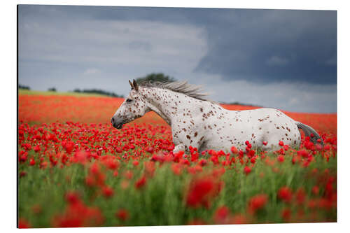 Obraz na aluminium Mold in the poppy field