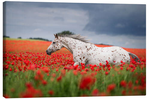 Tableau sur toile Cheval dans un champ de pavot