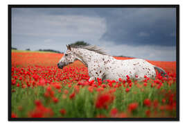 Gerahmter Kunstdruck Schimmel im Mohnfeld