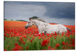 Magnettafel Schimmel im Mohnfeld