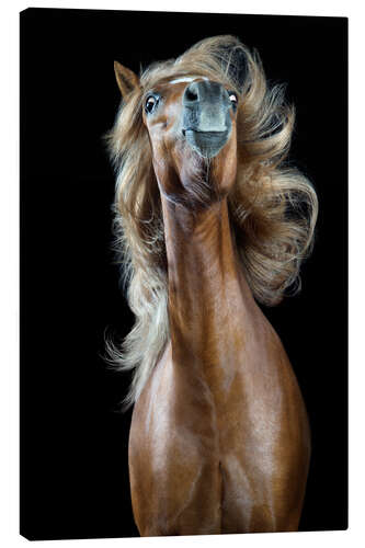 Leinwandbild Horsestyle VII