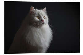 Aluminium print Noble pedigree cat