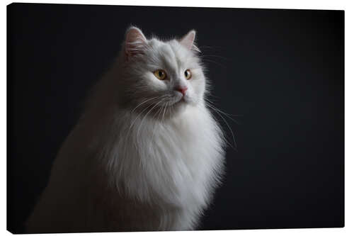 Canvas-taulu Noble pedigree cat