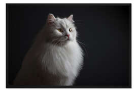 Gerahmter Kunstdruck Edle Rassekatze