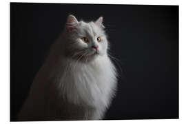 Foam board print Noble pedigree cat