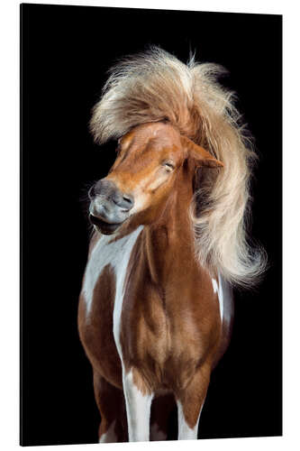 Alubild Horsestyle I