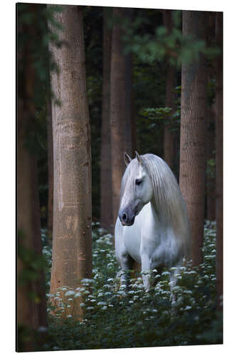 Aluminium print Haunted white horse