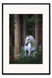 Gerahmter Kunstdruck Verwunschenes weißes Pferd