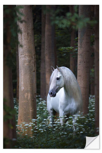 Naklejka na ścianę Haunted white horse