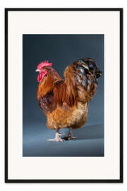 Gerahmter Kunstdruck Hübscher Hahn