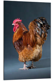 Magnettafel Hübscher Hahn