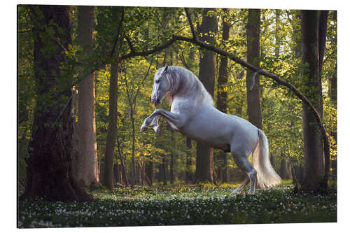 Aluminium print White horse in the fairytale forest