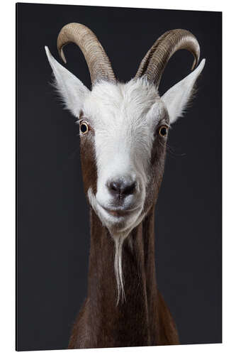 Aluminium print Funny goat portrait