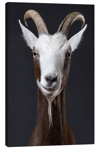 Canvas-taulu Funny goat portrait