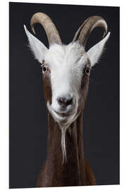 Foam board print Funny goat portrait