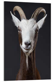 Gallery print Funny goat portrait