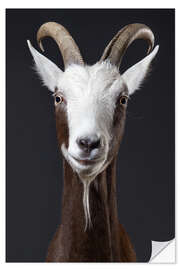 Selvklebende plakat Funny goat portrait