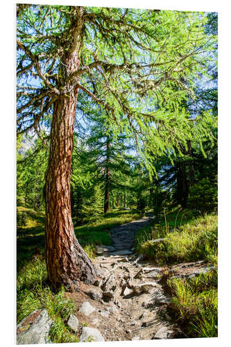 Print på skumplade Hiking trail through Lerchtal in Lotschental