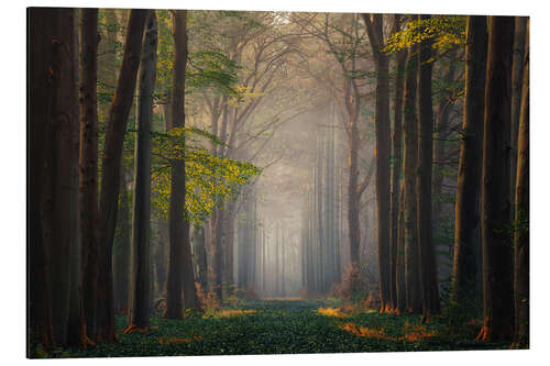 Aluminium print Magical forest