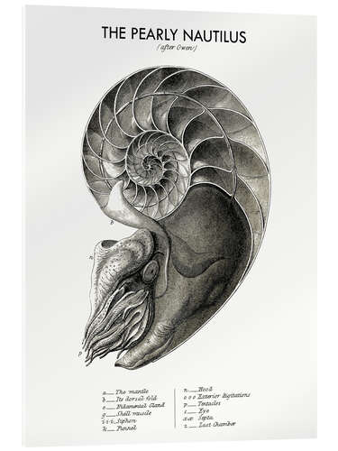 Quadro em acrílico Nautilus pompilius ou the pearly nautilus (inglês)