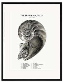 Gerahmter Kunstdruck Das Gemeine Perlboot (englisch)