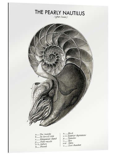 Galleriprint The pearly nautilus