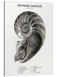 Magnettafel Das Gemeine Perlboot (englisch)