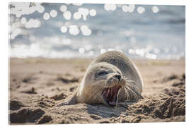 Akryylilasitaulu  Young seal on the beach on Sylt - Christian Müringer