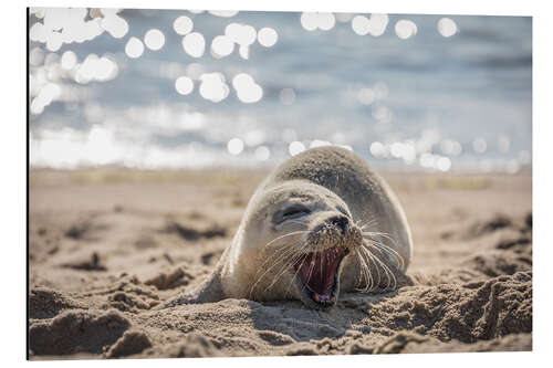 Aluminium print Young seal on the beach on Sylt