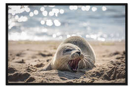 Gerahmter Kunstdruck Junge Robbe am Strand auf Sylt